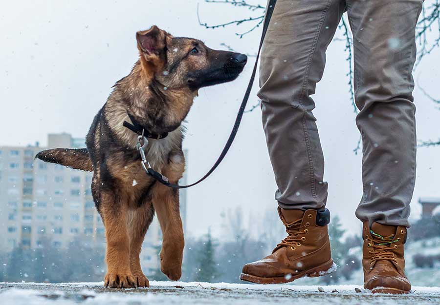 Why Do Dogs Walk So Funny In Boots